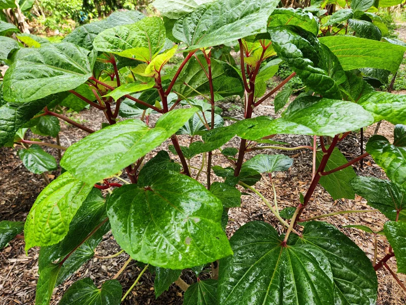 Kiko's Crump Salad Tree Plant Plug - 3-6 inch Edible Leaf Vegetable