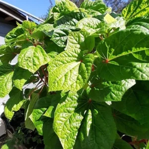 Kiko's Crump Salad Tree Plant Plug - 3-6 inch Edible Leaf Vegetable