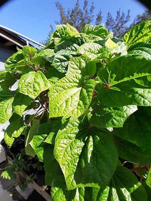 Kiko's Crump Salad Tree Plant Plug - 3-6 inch Edible Leaf Vegetable