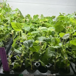 Kiko's Crump Salad Tree Plant Plug - 3-6 inch Edible Leaf Vegetable