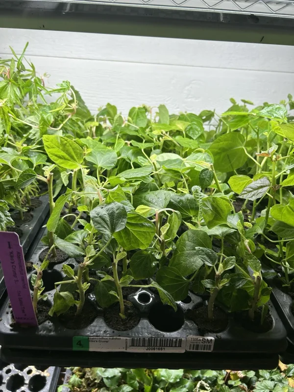 Kiko's Crump Salad Tree Plant Plug - 3-6 inch Edible Leaf Vegetable