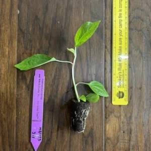 Kiko's Crump Salad Tree Plant Plug - 3-6 inch Edible Leaf Vegetable