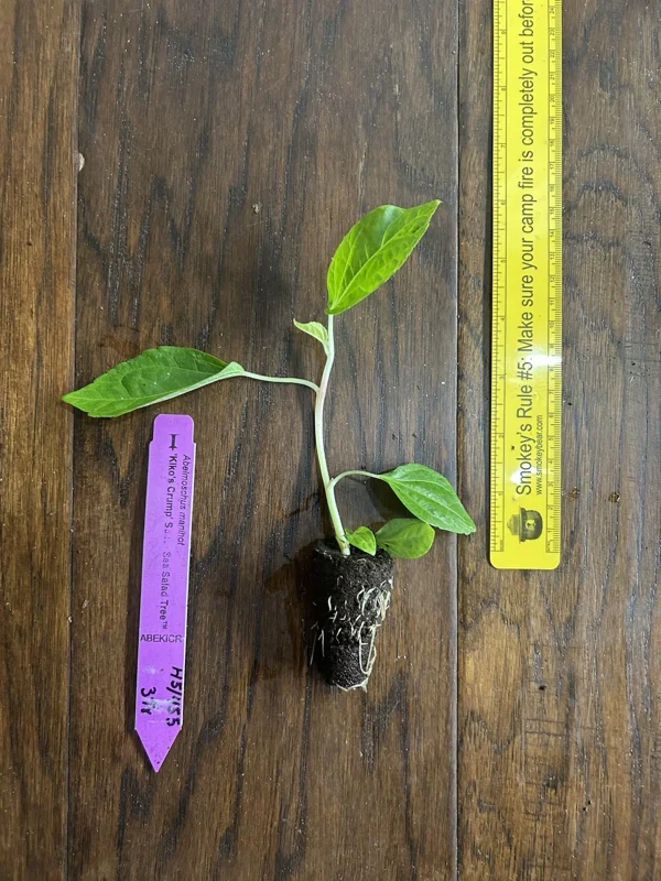 Kiko's Crump Salad Tree Plant Plug - 3-6 inch Edible Leaf Vegetable