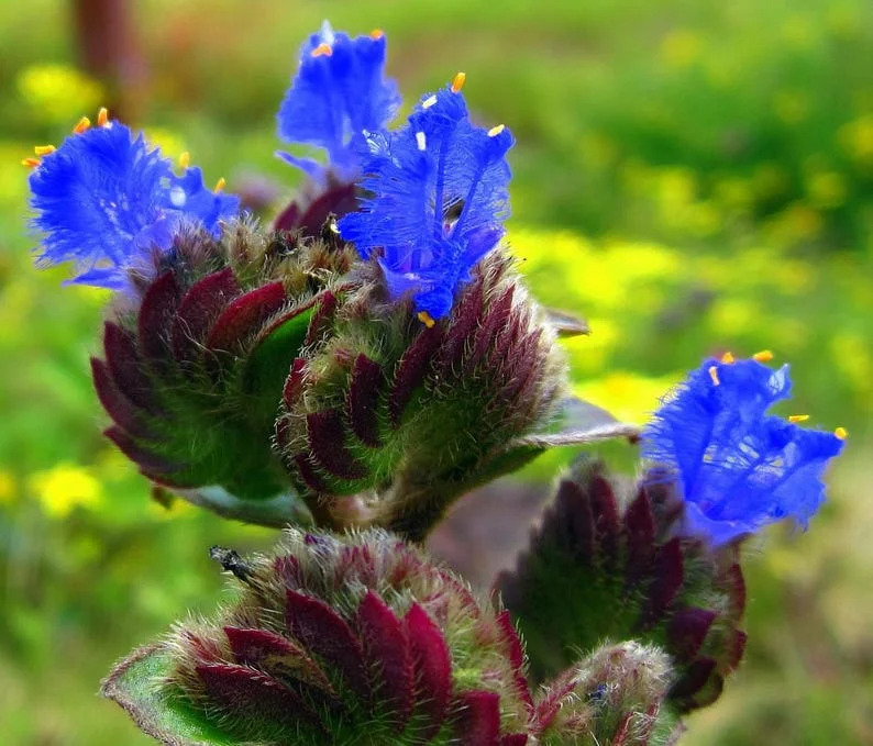 Kitten Ears Plant - Cyanotis somaliensis Live Indoor Plant in 2.5” Pot
