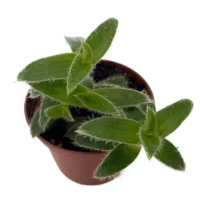 Kitten Ears Plant - Cyanotis somaliensis Live Indoor Plant in 2.5” Pot