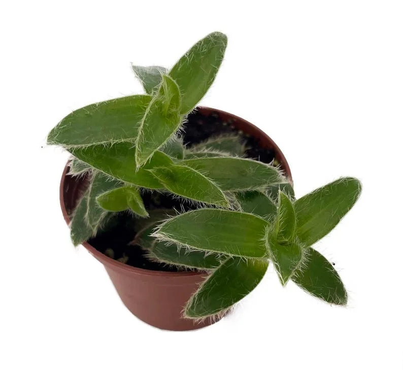 Kitten Ears Plant - Cyanotis somaliensis Live Indoor Plant in 2.5” Pot
