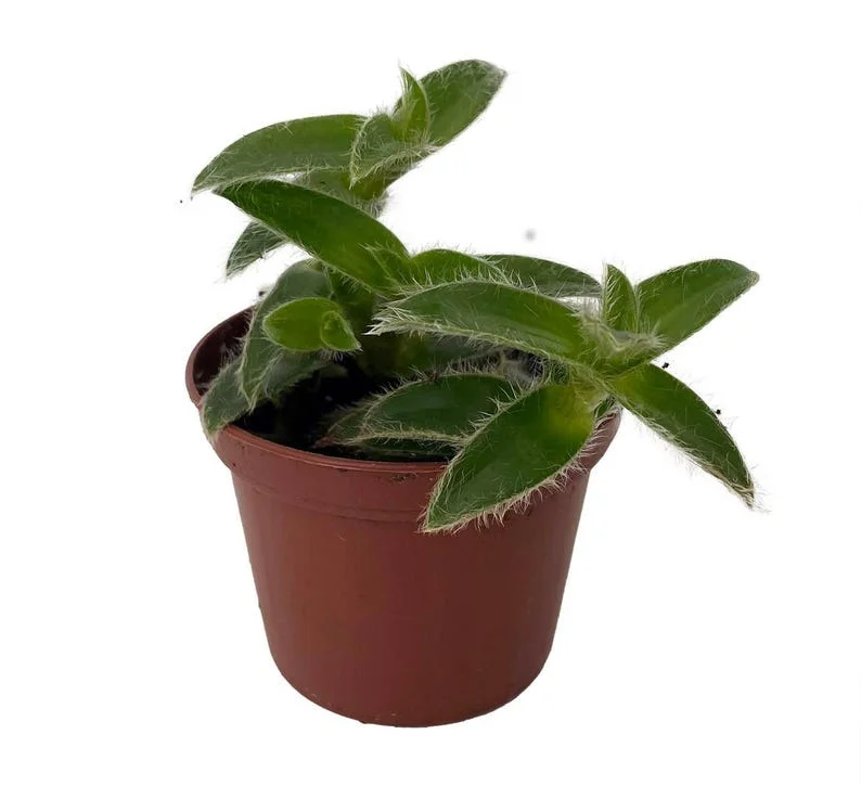 Kitten Ears Plant - Cyanotis somaliensis Live Indoor Plant in 2.5” Pot