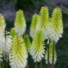 Kniphofia Lady Luck - 2.5x3.5 Inch Starter Plant - Hardy Perennial
