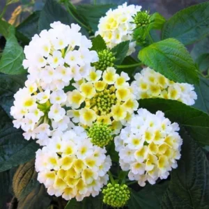 Lantana Butter Cup Live Plant - 4