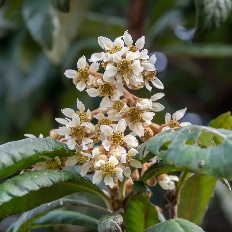 LOQUAT FLOWERS
