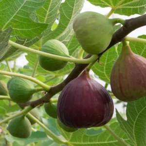 LSU Gold Fig Tree - Ficus carica - Live Plant Plug - Edible Fruit