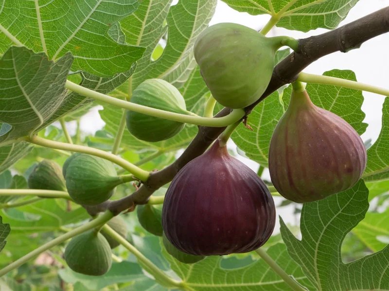 LSU Gold Fig Tree - Ficus carica - Live Plant Plug - Edible Fruit