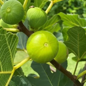 LSU Gold Fig Tree - Ficus carica - Live Plant Plug - Edible Fruit