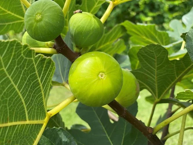 LSU Gold Fig Tree - Ficus carica - Live Plant Plug - Edible Fruit