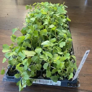 LSU Gold Fig Tree - Ficus carica - Live Plant Plug - Edible Fruit