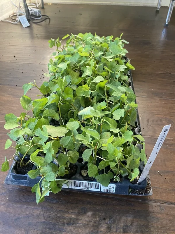 LSU Gold Fig Tree - Ficus carica - Live Plant Plug - Edible Fruit