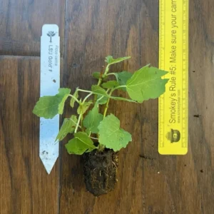 LSU Gold Fig Tree - Ficus carica - Live Plant Plug - Edible Fruit