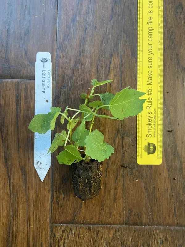 LSU Gold Fig Tree - Ficus carica - Live Plant Plug - Edible Fruit
