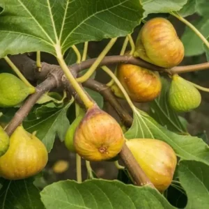 LSU Gold Fig Tree - Ficus carica - Live Plant Plug - Edible Fruit