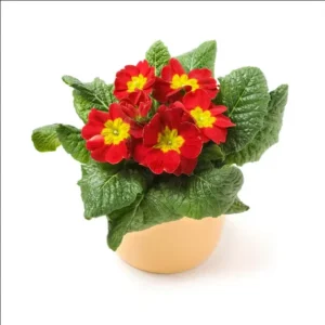 Primrose Red Live Plant 4