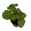 Lace Swedish Ivy Plant – 2.5" Pot – Fragrant Green Foliage with Silver Veins