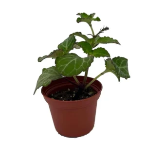 Lace Swedish Ivy Plant – 2.5