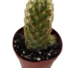 Lady Fingers Cactus Mammillaria Elongata 2 Pack 2" Pots Easy Care Indoor Plants