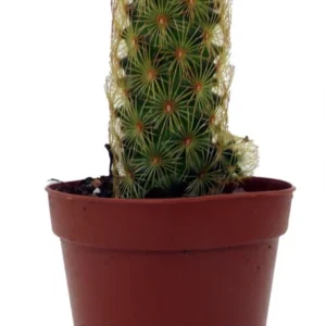 Lady Fingers Cactus Mammillaria Elongata 2 Pack 2