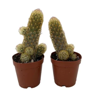 Lady Fingers Cactus Mammillaria Elongata 2 Pack 2