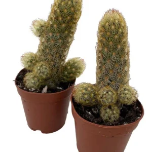 Lady Fingers Cactus Mammillaria Elongata 2 Pack 2