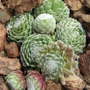 Lagger's Mini Hens & Chicks Succulent – Sempervivum in 2.5