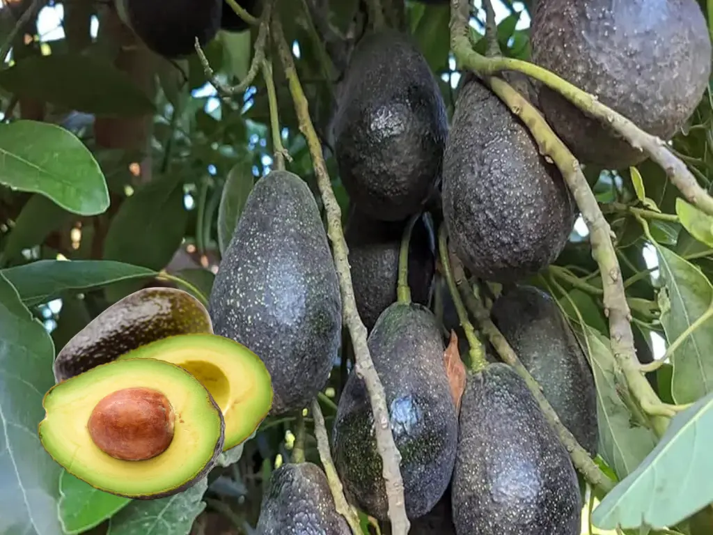 Lamb Hass Avocado