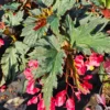Lana Angel Wing Begonia Live Plant - 10-15" Tall, Bright Pink Flowers, 4" Pot