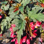 Lana Angel Wing Begonia Live Plant - 10-15" Tall, Bright Pink Flowers, 4" Pot