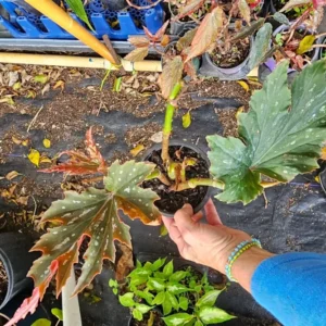 Lana Angel Wing Begonia Live Plant - 10-15