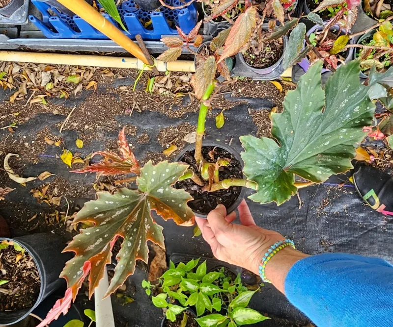 Lana Angel Wing Begonia Live Plant - 10-15" Tall, Bright Pink Flowers, 4" Pot