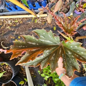 Lana Angel Wing Begonia Live Plant - 10-15