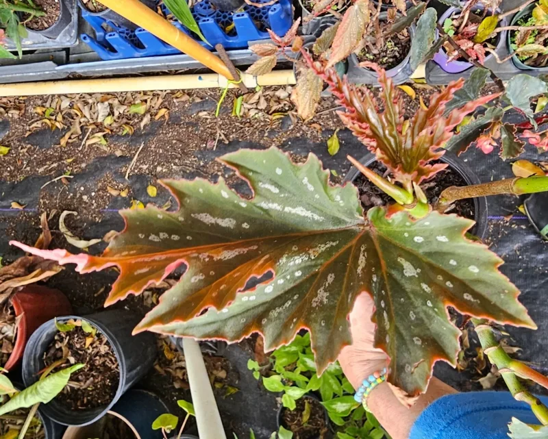 Lana Angel Wing Begonia Live Plant - 10-15" Tall, Bright Pink Flowers, 4" Pot