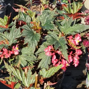 Lana Angel Wing Begonia Live Plant - 10-15