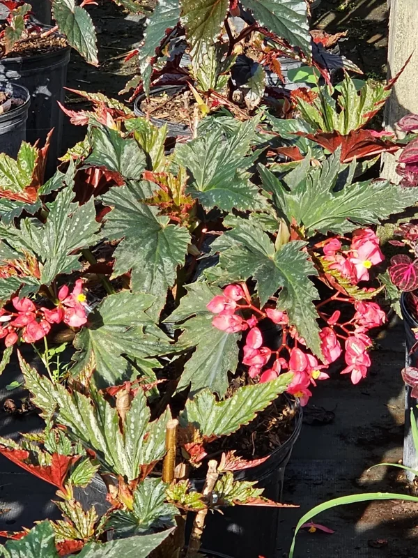 Lana Angel Wing Begonia Live Plant - 10-15" Tall, Bright Pink Flowers, 4" Pot
