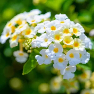Lantana Butter Cup Live Plant - 4