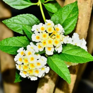 Lantana Butter Cup Live Plant - 4