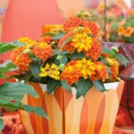 Lantana Orange Plants - Live Garden Plants - 3-6" Tall - Natural Mosquito Repellant - Hummingbird & Butterfly Attractor