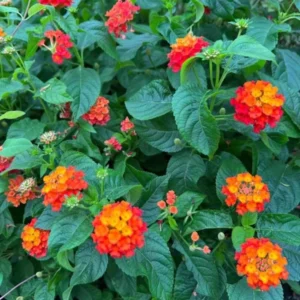 Lantana Orange Plants - Live Garden Plants - 3-6