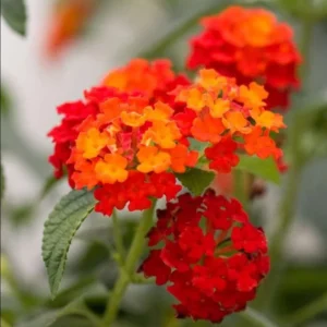 Lantana Orange Plants - Live Garden Plants - 3-6