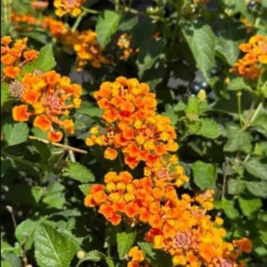 Lantana Orange Plants - Live Garden Plants - 3-6