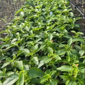 Lantana Orange Plants - Live Garden Plants - 3-6