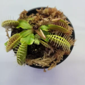 Large Big Mouth Venus Flytrap - Carnivorous Plant - 3 Inch Pot