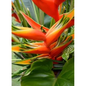 Large Heliconia Wagneriana Live Plants - 4-8 Inch Red Rhizomes