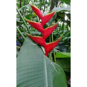 Large Heliconia Wagneriana Live Plants - 4-8 Inch Red Rhizomes